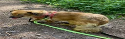 Mixed Breed dogs for adoption: Little Amber is waiting patiently for her new home - Advert 6