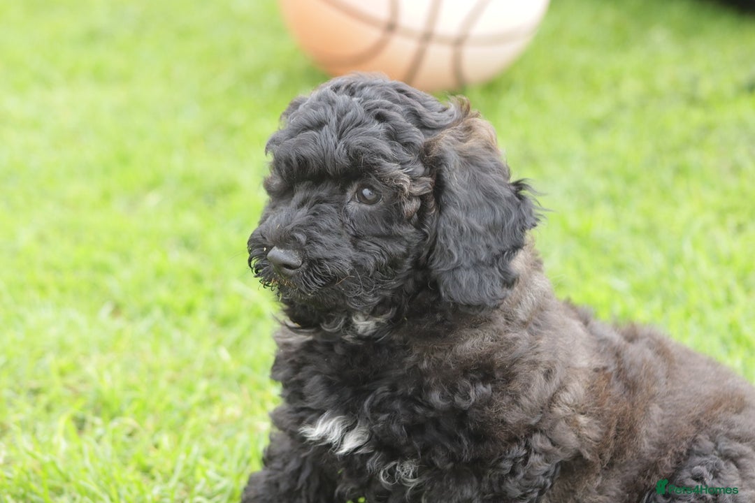 Poochon dogs for sale: F1 Poochon puppy for sale - Image 33
