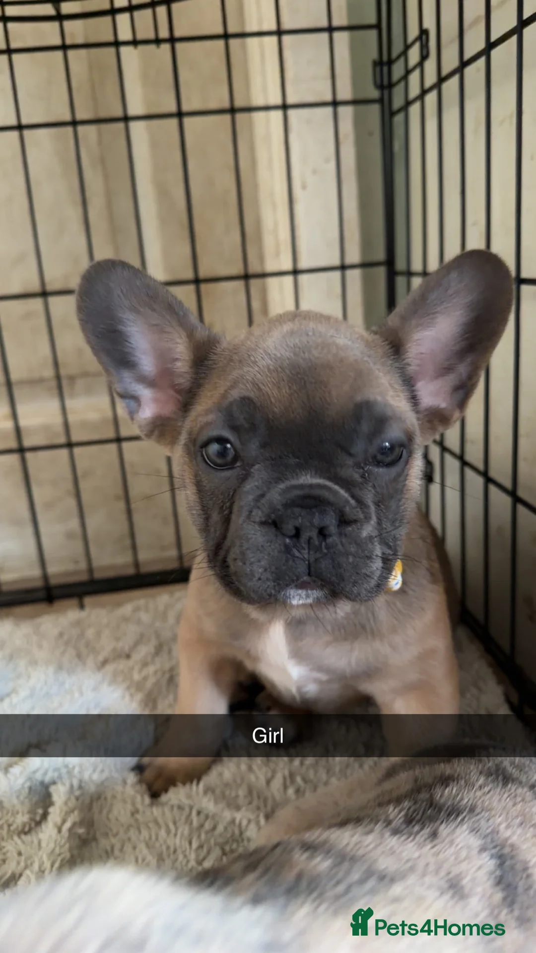 French Bulldog dogs for sale: Last girl left raised by a family with children  - Advert 1