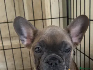 French Bulldog dogs Litter of 6 raised by a family with children - Advert 5