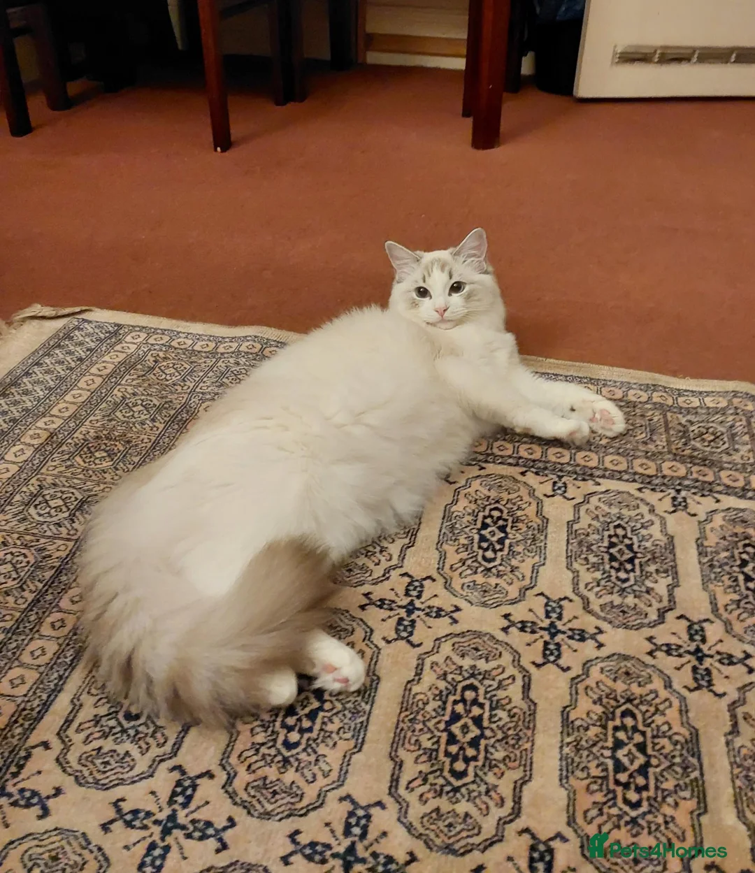 Ragdoll cats for sale: Yuki the Ragdoll in Newcastle upon Tyne - Advert 2