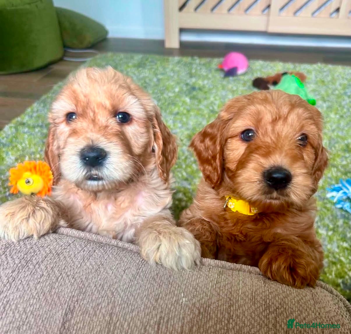 Double Doodle dogs Goldendoodle / Australian Double Doodle  - Advert 1