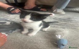 Savannah cats for sale: 4 kittens  - Image 12