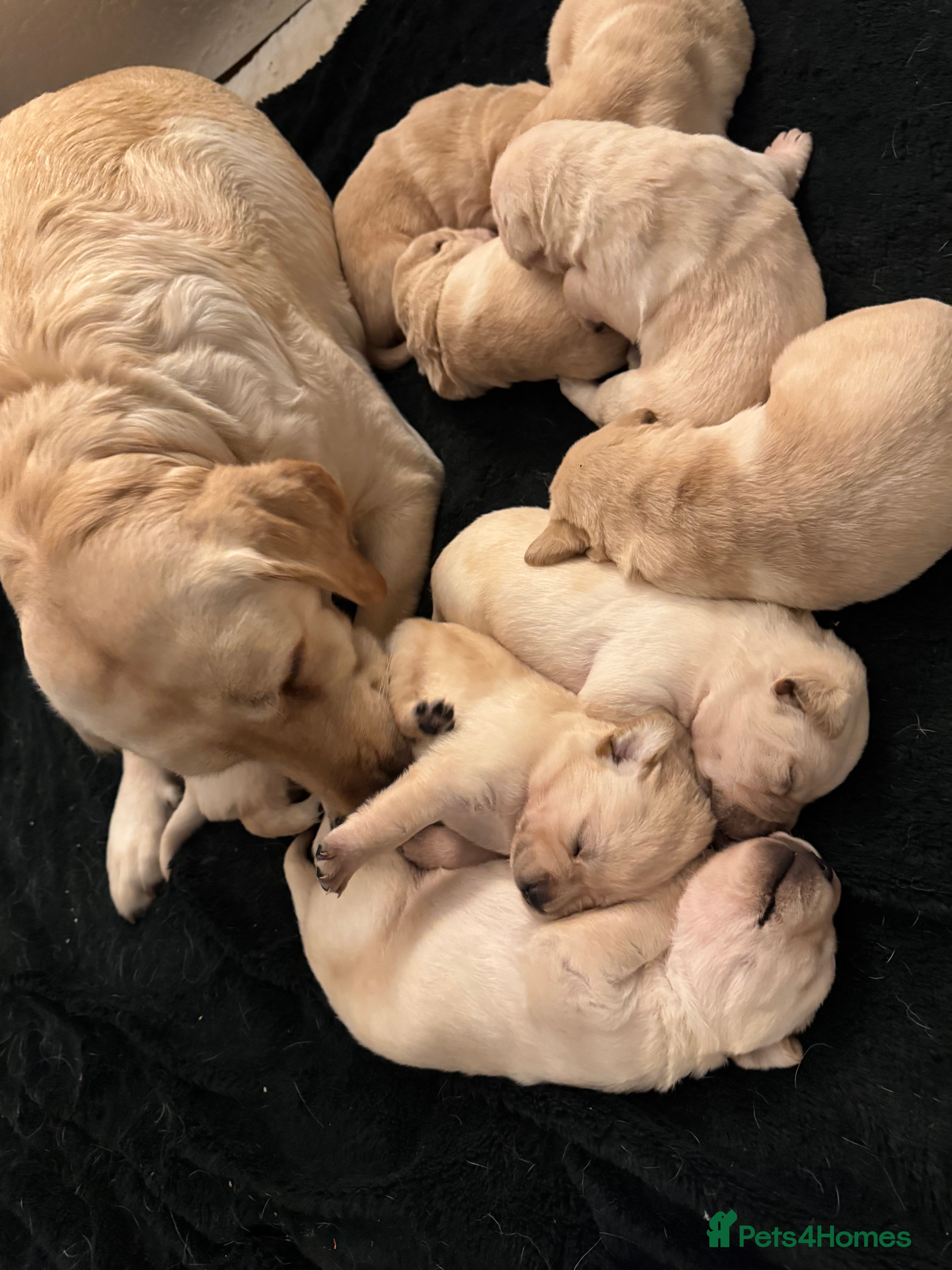 Labrador Retriever dogs Lablador Retriever - Advert 11