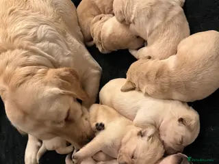 Labrador Retriever dogs Lablador Retriever - Advert 11