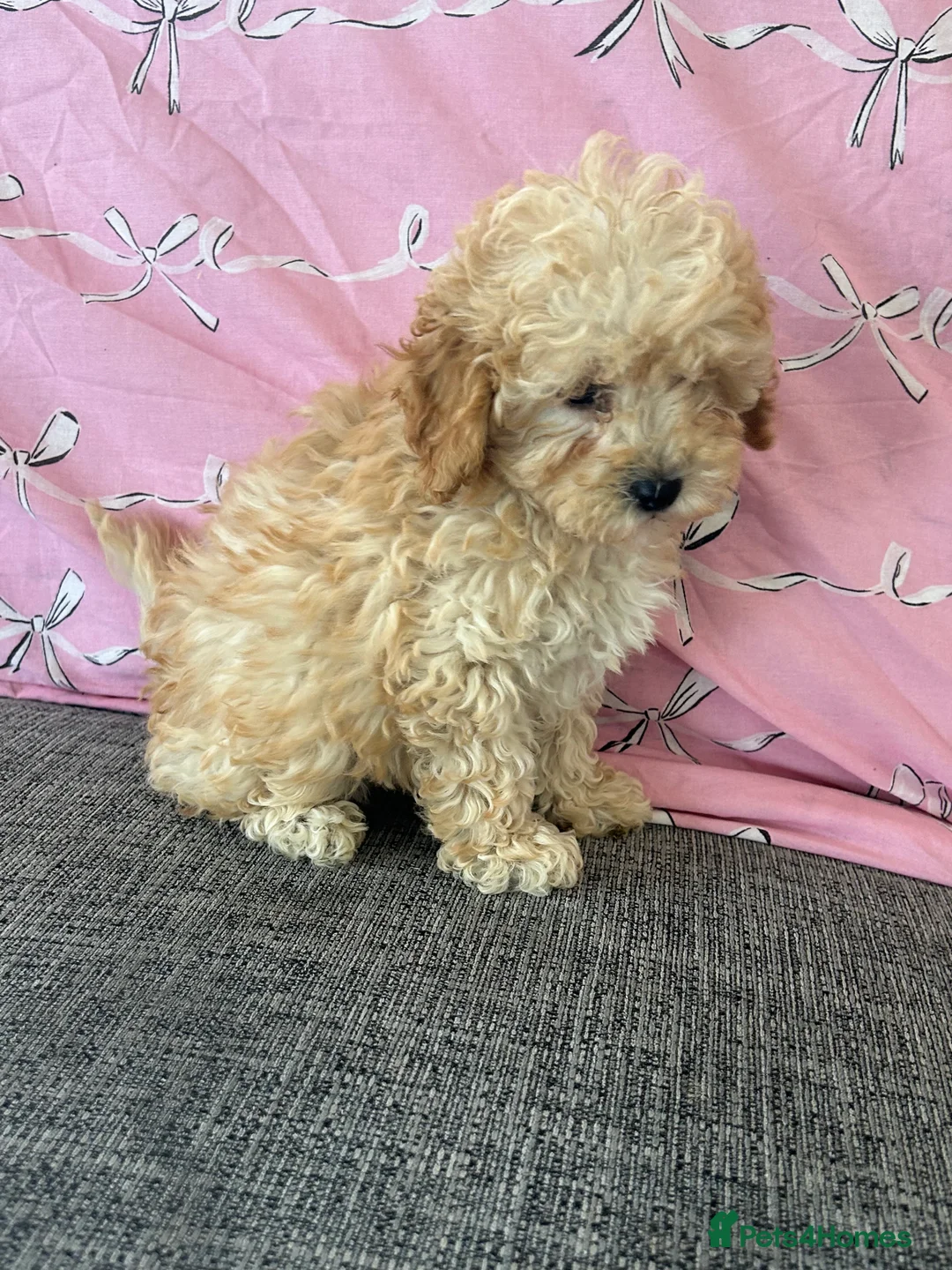 Cavapoochon dogs for sale: Cavapoochon puppies for sale  in Stoke-on-Trent - Advert 7