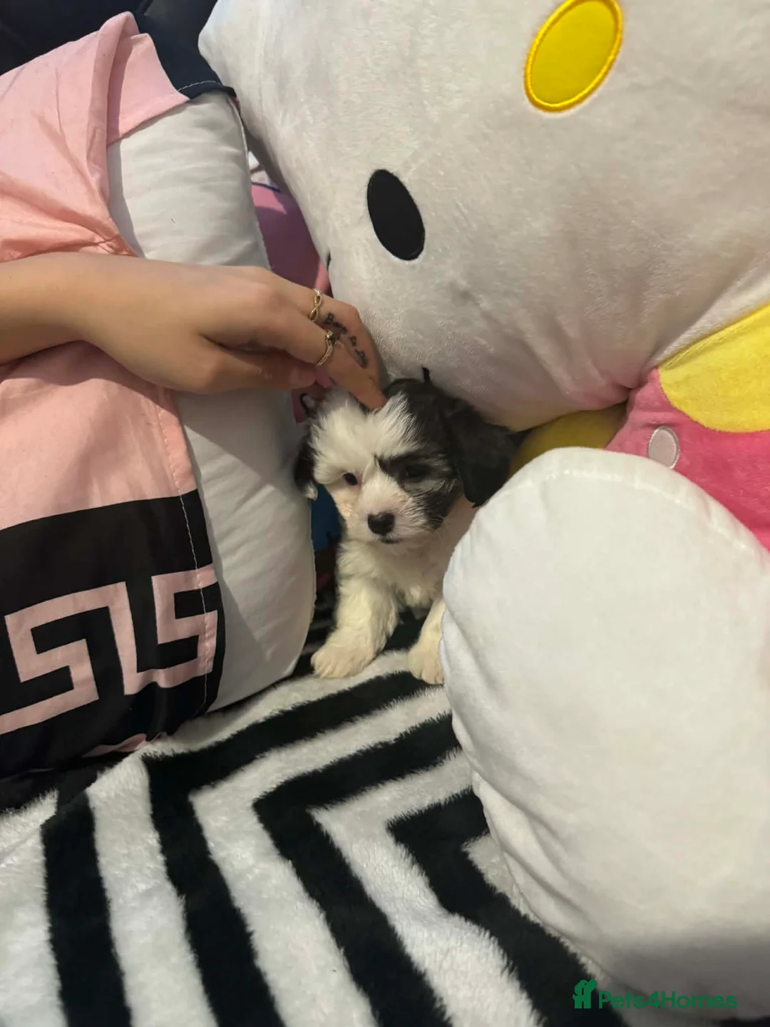 Zuchon dogs for sale: Bichon - Advert 8