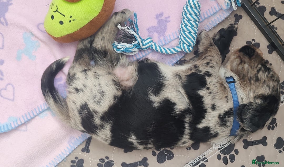 Sprocker dogs for sale: STRIKING SPROCKER SPANIEL PUPPIES  - Image 14