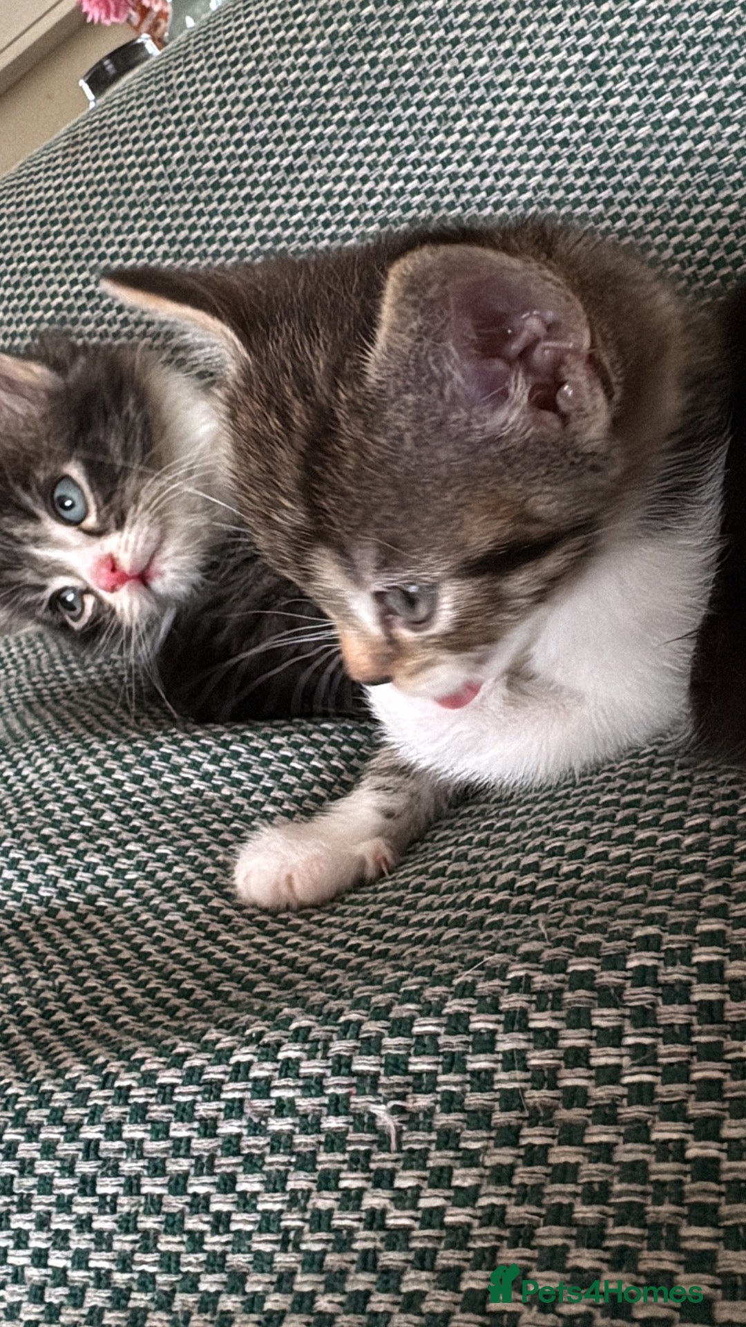 British Shorthair cats Gorgeous kitten's  - Advert 5