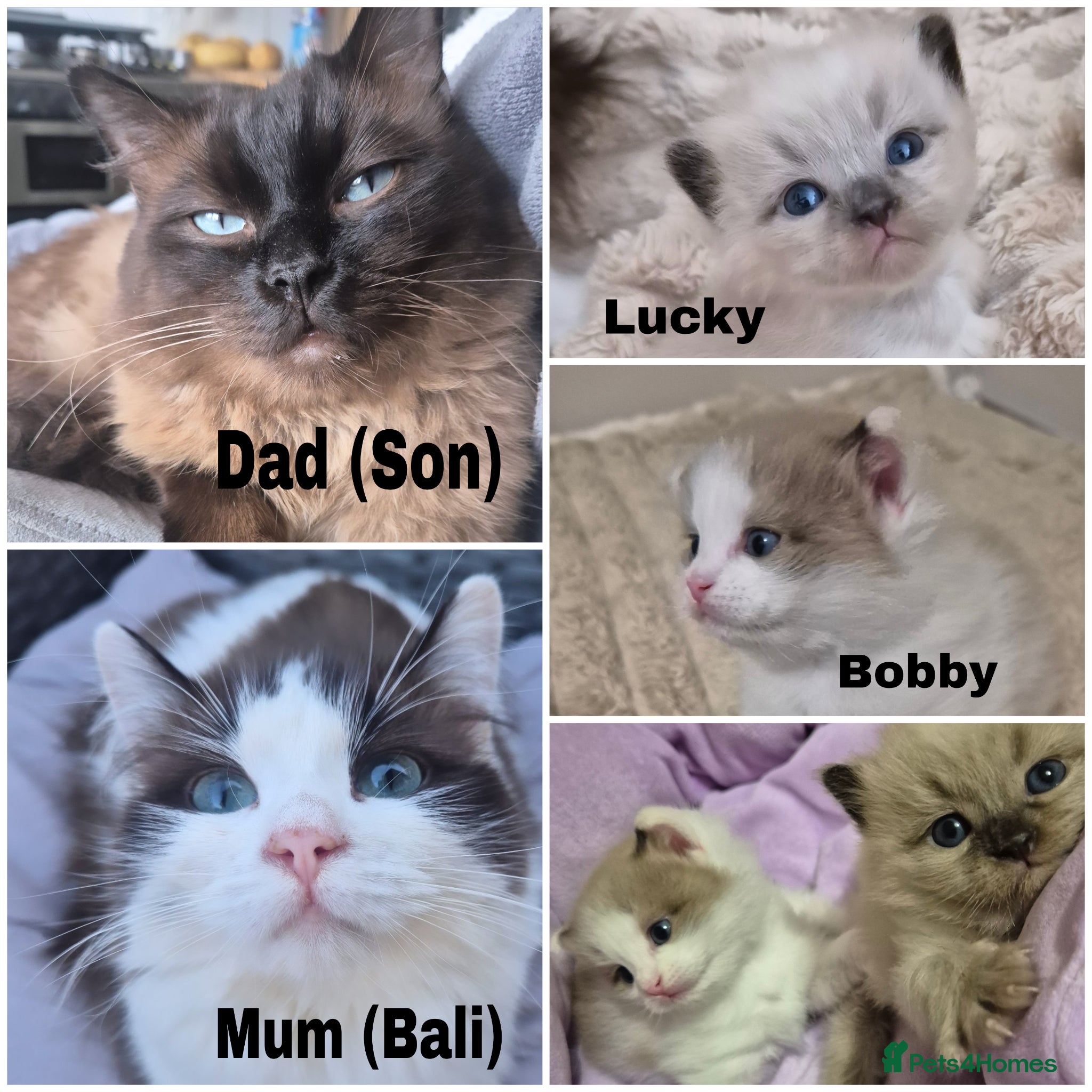 Ragdoll cats Our beautiful boys 🥹🐾🫶 - Advert 1