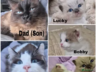 Ragdoll cats Our beautiful boys 🥹🐾🫶 - Advert 1