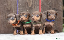 Miniature Dachshund dogs for sale: Miniature Dachshunds Chocolate and Tan Boys  - Image 1
