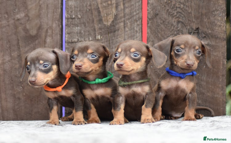Miniature Dachshund dogs - Advert 4