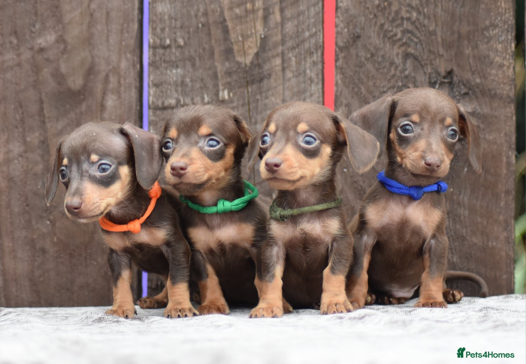 Miniature Dachshund dogs for sale: Miniature Dachshunds Chocolate and Tan Boys  - Image 1