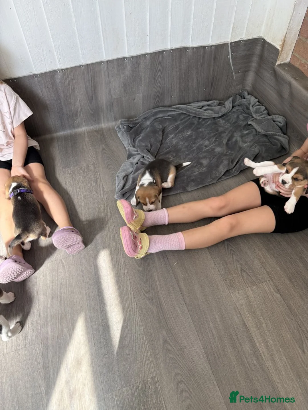 Beagle dogs for sale: Beautiful beagle girls available for sale in London - Advert 16