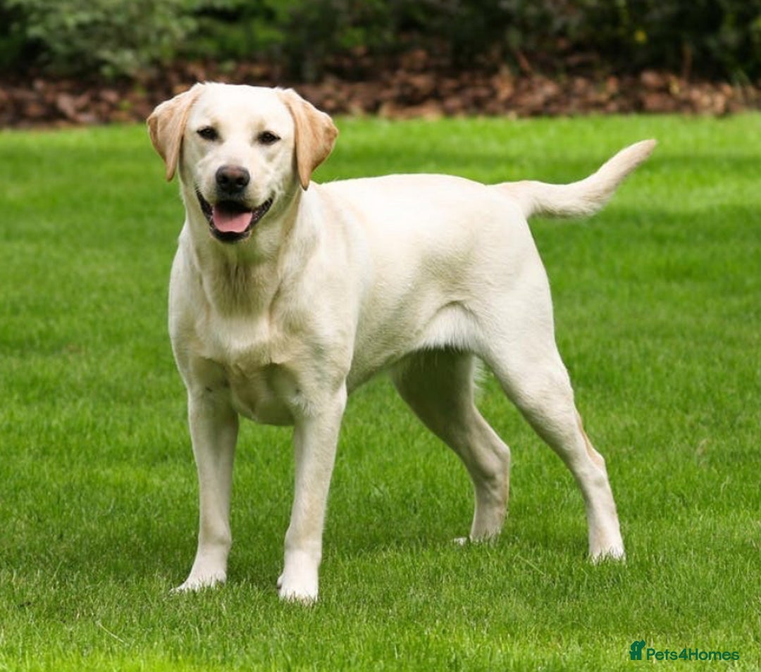 Labradoodle dogs for sale: Beautiful little labradoodles  - Image 6