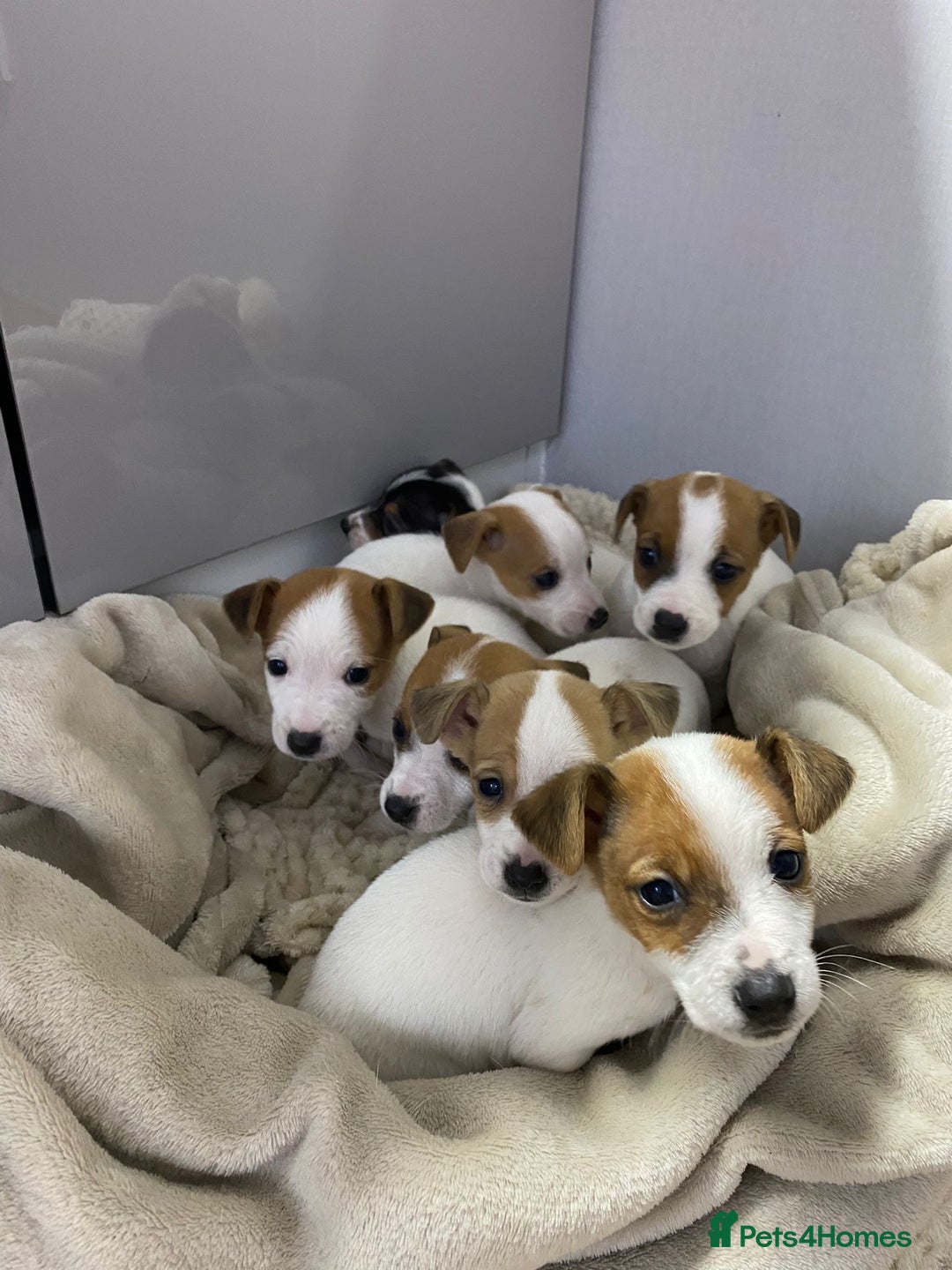 Jack Russell dogs for sale: Miniature Jack Russell puppies🐶 - Advert 7
