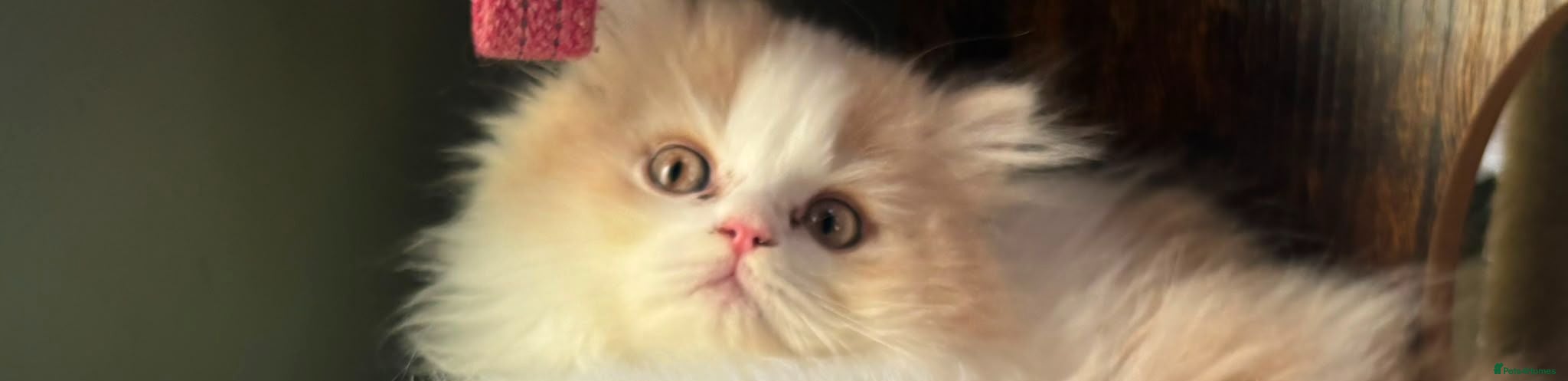 British Longhair cats Stunning boy and girl  - Advert 1