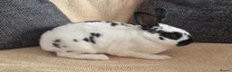 Rex rabbits for sale: Mini rex kits  - Advert 2