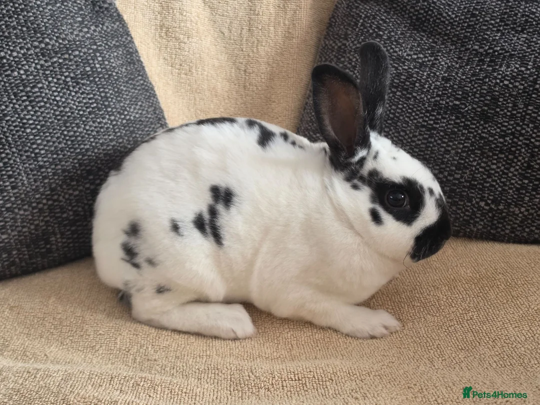 Rex rabbits for sale: Mini rex kits  - Advert 2