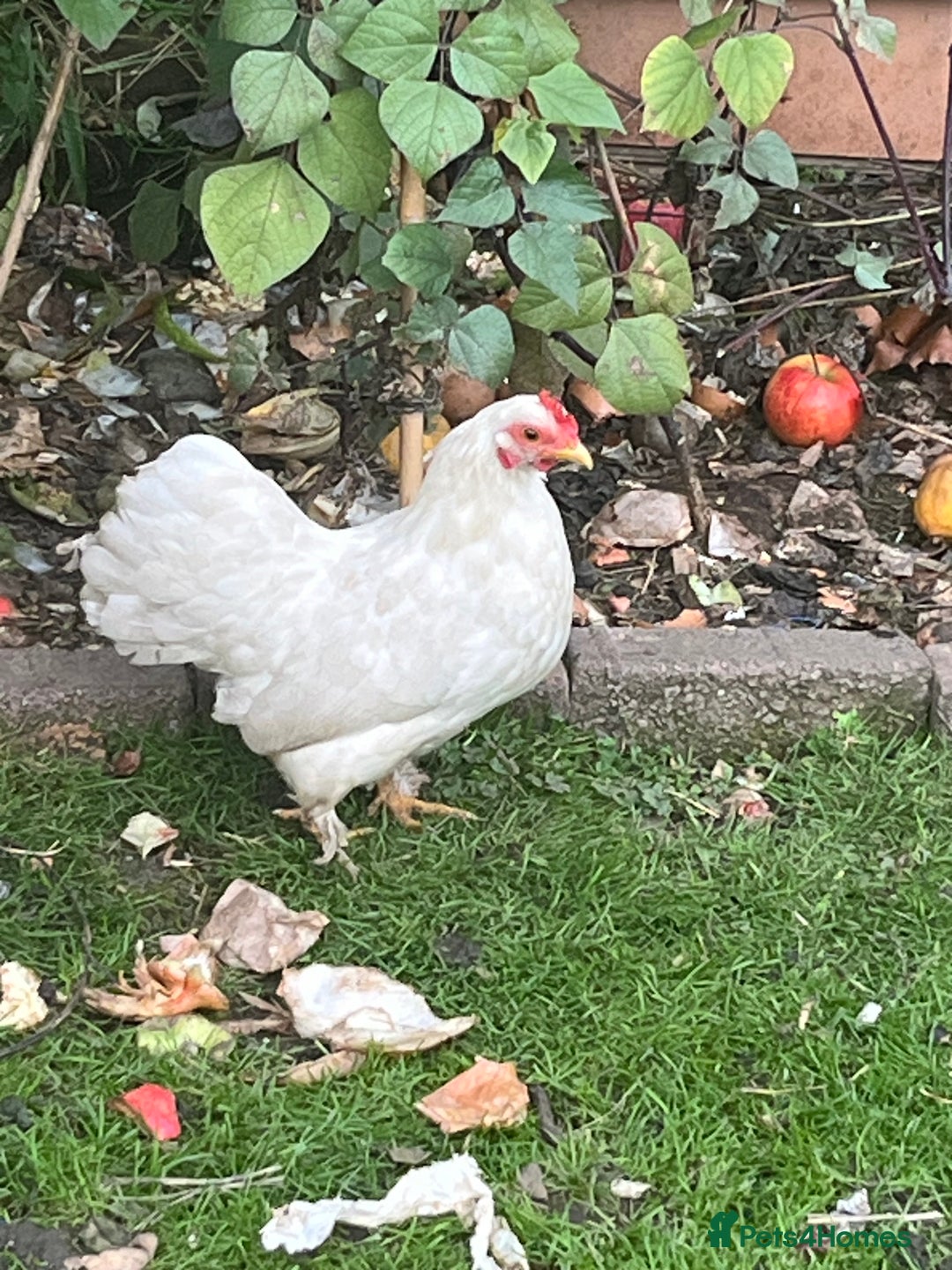 Chickens poultry for sale: Serama chicken  - Image 2