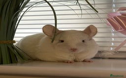 Chinchilla rodents for sale: 2 Female Chinchillas and Full set up!  - Image 36