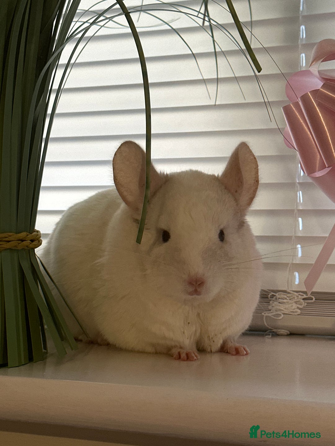 Chinchilla rodents for sale: 2 Female Chinchillas and Full set up!  - Image 36