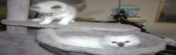 Ragdoll cats for sale: Beautiful Ragdoll kittens in Loughton - Advert 23