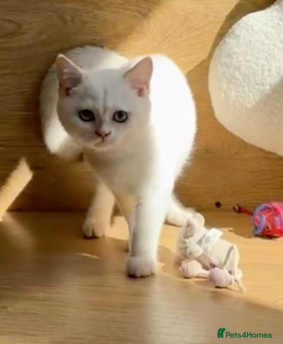 British Shorthair cats BSH Pedigree Black and Blue Golden Chinchilla's - Advert 2