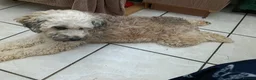 Mixed Breed dogs for adoption: Petunia 🌺  in Bedford - Advert 21