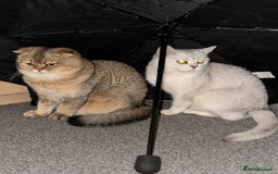 British Shorthair cats for sale: British shorthair silver chinchilla  - Image 17