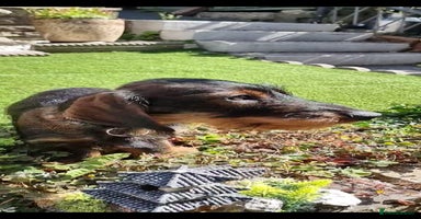 Dachshund dogs - Advert 12