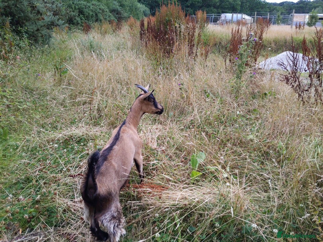 Goats livestock for sale: Rare breed English Grade A female Goats for sale - Image 7