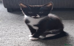 Mixed Breed cats for sale: Beautiful kittens - Image 1