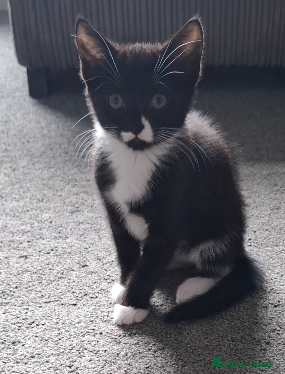 Mixed Breed cats for sale: Beautiful kittens - Image 1