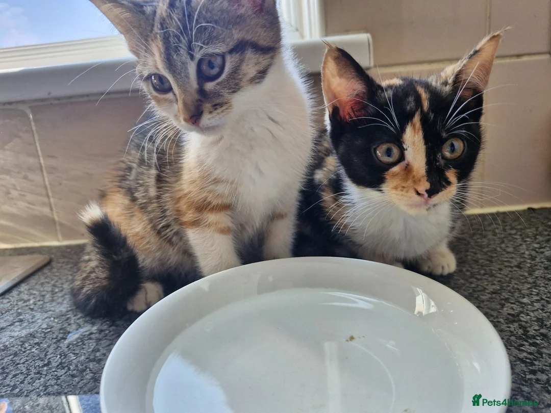 Mixed Breed cats for sale: 2 beautiful female mix breed cats. - Advert 2