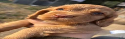 Cocker Spaniel dogs for sale: Stunning red KC working cocker puppies  - Advert 1