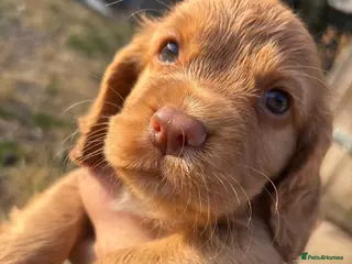 Cocker Spaniel dogs Ready this Saturday red KC working cocker puppies - Advert 1