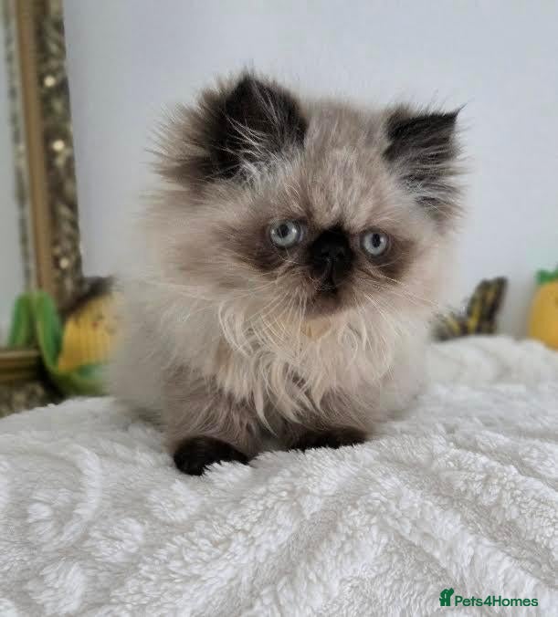 Persian cats for sale: Persian Himalayan Kittens - Advert 1