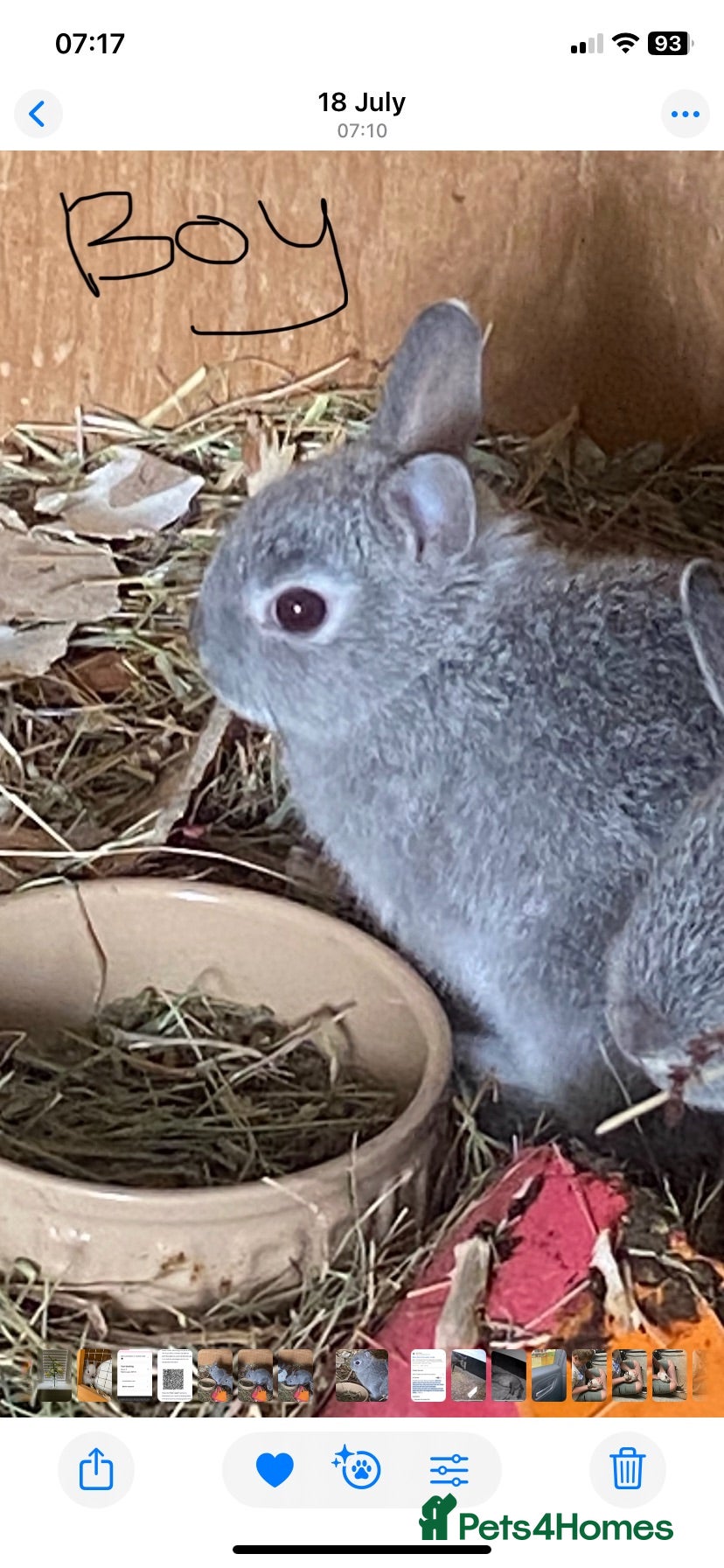 Netherland Dwarf rabbits Gorgeous Netherland Dwarf baby boy - Advert 6