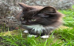 Turkish Van cats for sale: Beautiful kittens ready for loving new homes - Image 5