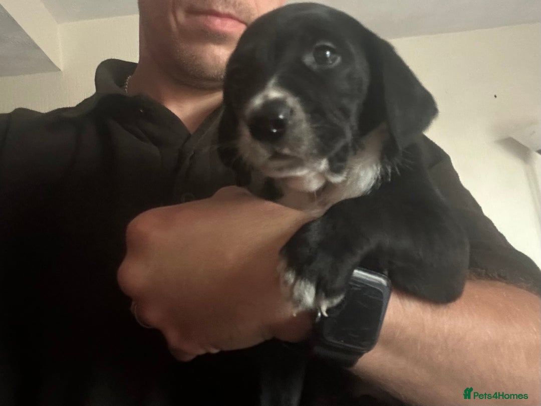 Mixed Breed dogs for sale: Dalmatian/Golden retriever cross puppies - Image 13