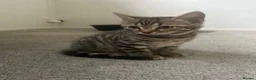 Bengal cats for sale: Bengal kittens  - Advert 30