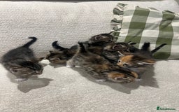 Mixed Breed cats for sale: Beautiful mixed part Siamese kittens  - Image 3