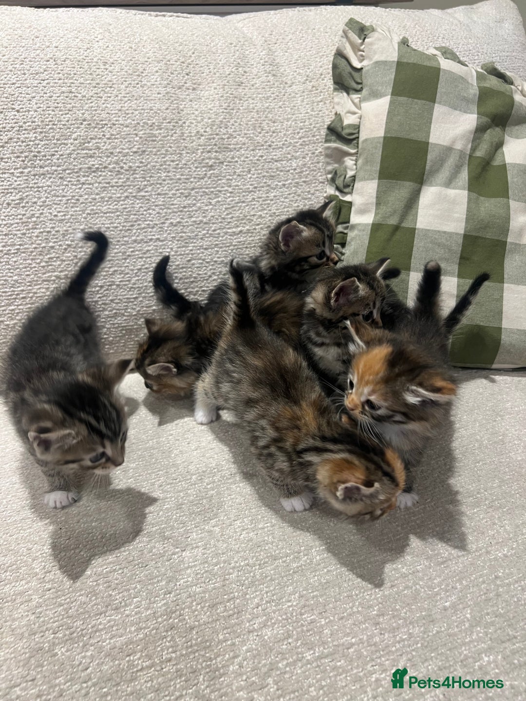 Mixed Breed cats for sale: Beautiful mixed part Siamese kittens  - Image 3