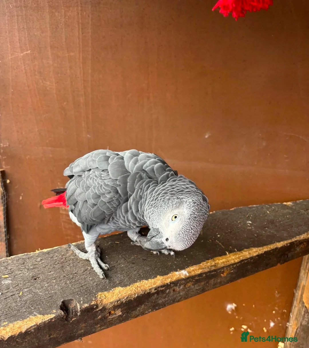 Parrots birds for sale: African Grey  in Crewe - Advert 2