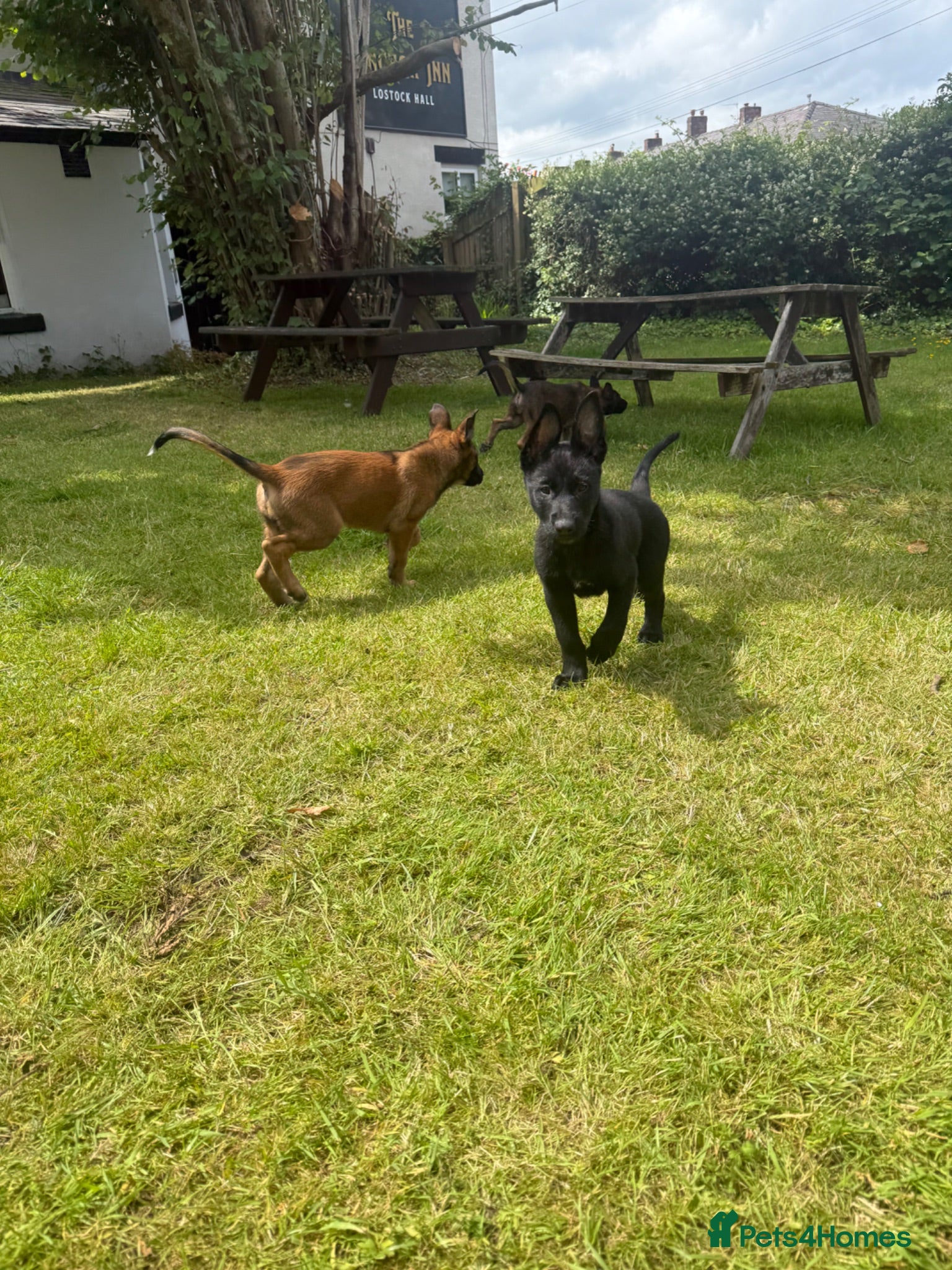 Belgian Shepherd Dog dogs RARE BLACK&BROWN BELGIAN MALINOIS PUPPIES - Advert 2