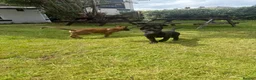 Belgian Shepherd Dog dogs for sale: RARE BLACK&BROWN BELGIAN MALINOIS PUPPIES - Advert 1