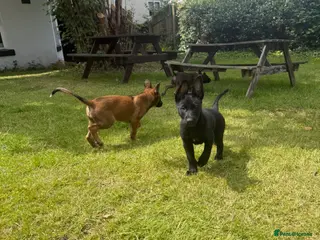 Belgian Shepherd Dog dogs RARE BLACK&BROWN BELGIAN MALINOIS PUPPIES - Advert 2