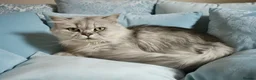 Scottish Fold cats for sale: Adorable Scottish Fold Straight Ear Tabby Kittens  - Advert 2